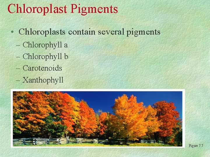Chloroplast Pigments • Chloroplasts contain several pigments – Chlorophyll a – Chlorophyll b –