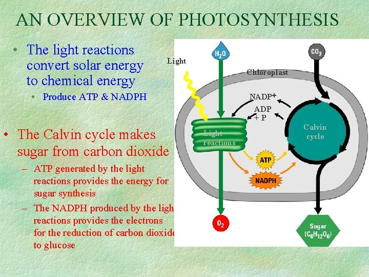 AN OVERVIEW OF PHOTOSYNTHESIS • The light reactions convert solar energy to chemical energy