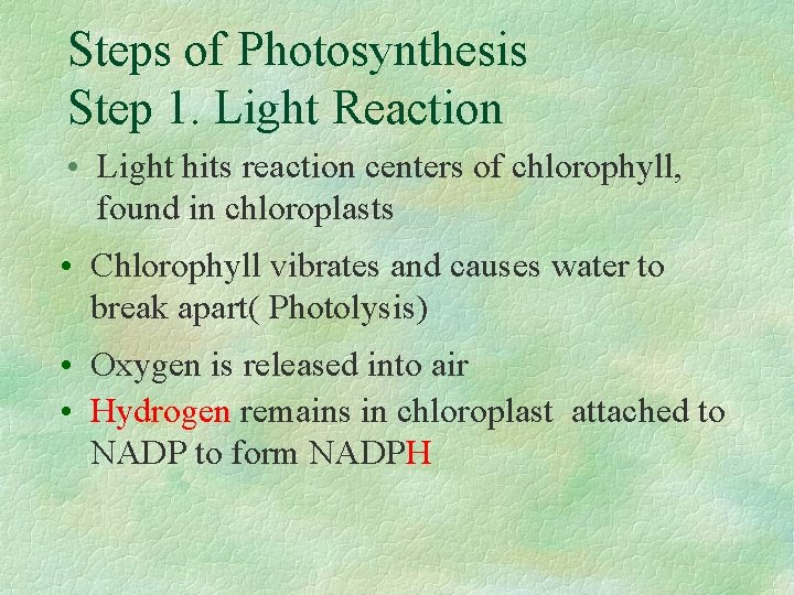 Steps of Photosynthesis Step 1. Light Reaction • Light hits reaction centers of chlorophyll,
