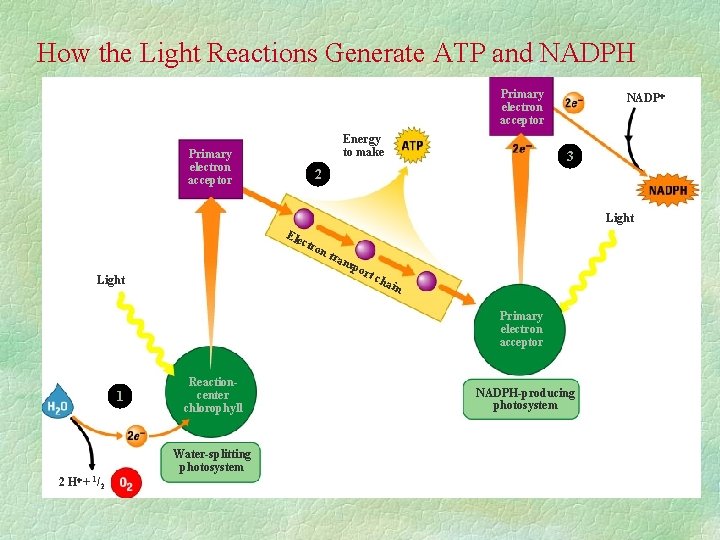 How the Light Reactions Generate ATP and NADPH Primary electron acceptor Energy to make