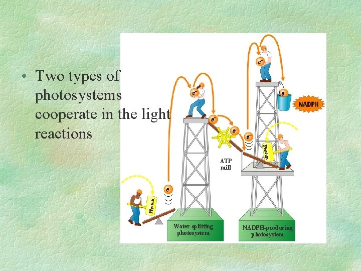  • Two types of photosystems cooperate in the light reactions Photon ATP mill