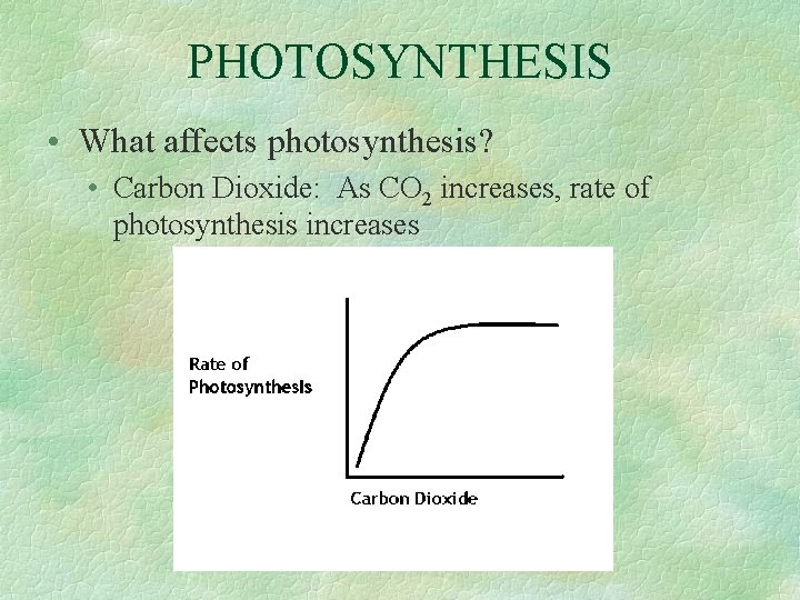 PHOTOSYNTHESIS • What affects photosynthesis? • Carbon Dioxide: As CO 2 increases, rate of
