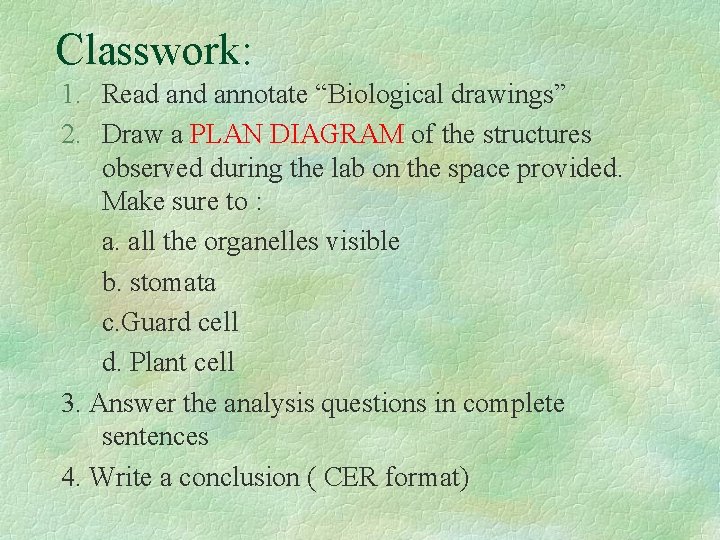 Classwork: 1. Read annotate “Biological drawings” 2. Draw a PLAN DIAGRAM of the structures