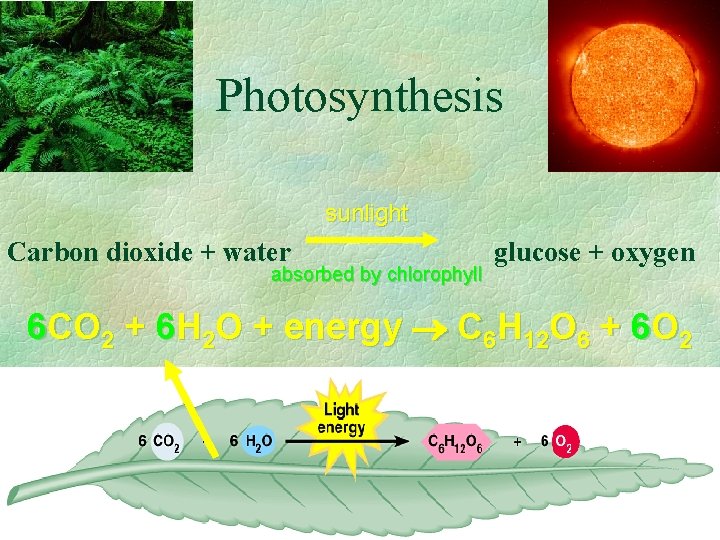 Photosynthesis sunlight Carbon dioxide + water absorbed by chlorophyll glucose + oxygen 6 CO