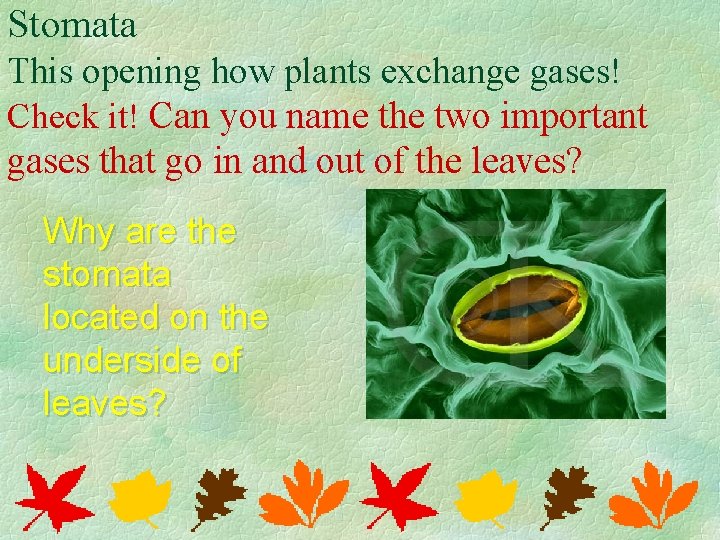 Stomata This opening how plants exchange gases! Check it! Can you name the two