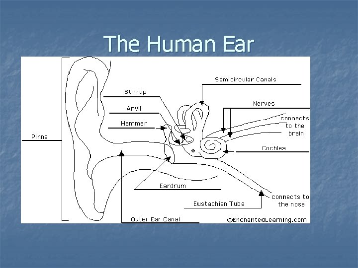 The Human Ear 