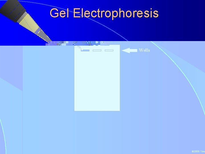 Gel Electrophoresis Wells © 2000 Timothy G. Standish 