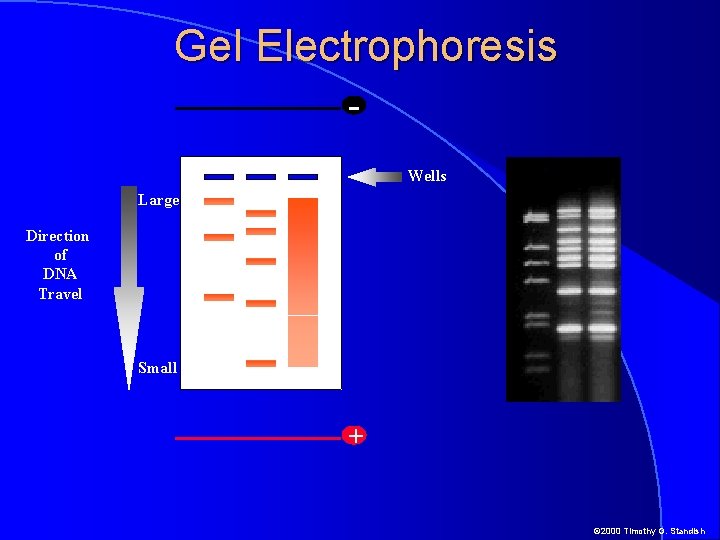 Gel Electrophoresis Wells Large Direction of DNA Travel Small + © 2000 Timothy G.