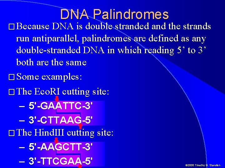 � Because DNA Palindromes DNA is double stranded and the strands run antiparallel, palindromes