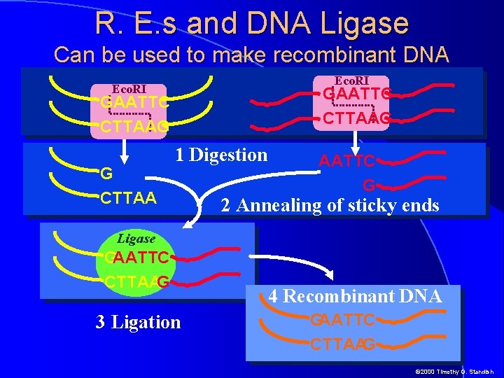 R. E. s and DNA Ligase Can be used to make recombinant DNA Eco.