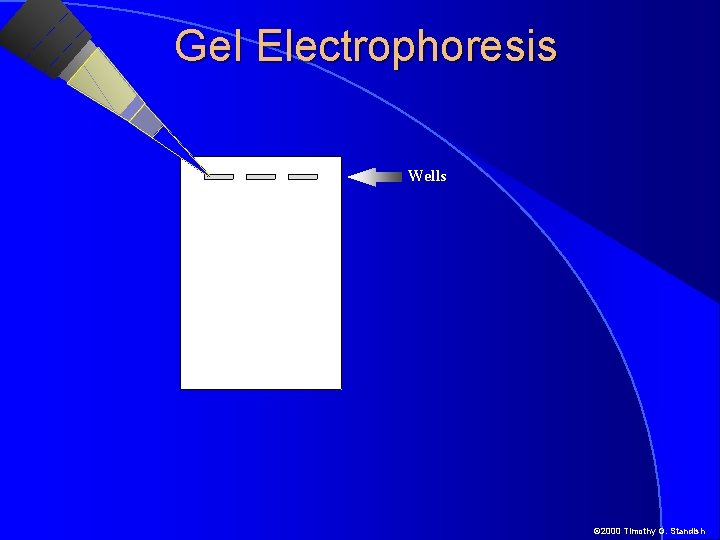 Gel Electrophoresis Wells © 2000 Timothy G. Standish 