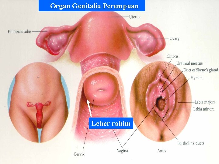 Organ Genitalia Perempuan Leher rahim 