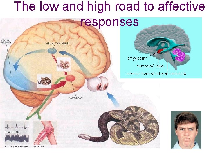 The low and high road to affective responses 