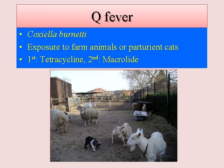 Q fever • • • Coxiella burnetti Exposure to farm animals or parturient cats