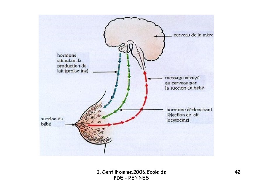Lallaitement Maternel I Gentilhomme 06 Ecole De Pde