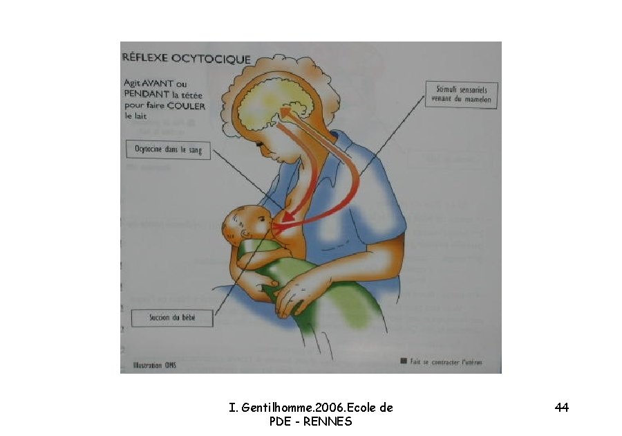 Lallaitement Maternel I Gentilhomme 06 Ecole De Pde