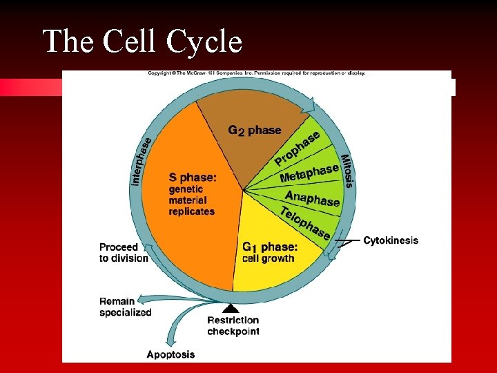 The Cell Cycle 