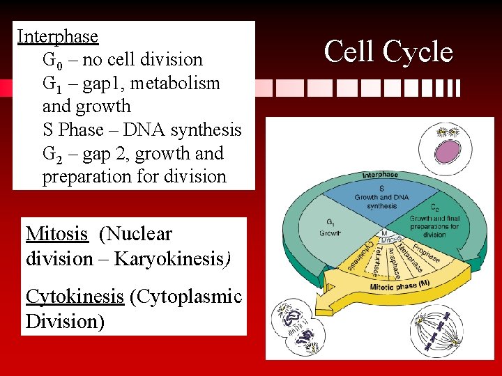 Interphase G 0 – no cell division G 1 – gap 1, metabolism and