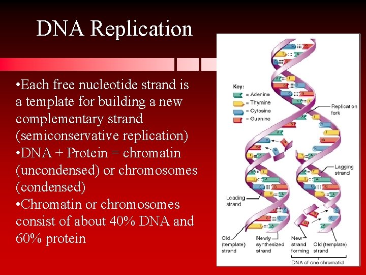 DNA Replication • Each free nucleotide strand is a template for building a new