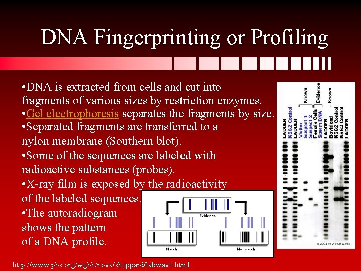 DNA Fingerprinting or Profiling • DNA is extracted from cells and cut into fragments