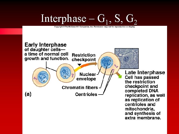 Interphase – G 1, S, G 2 