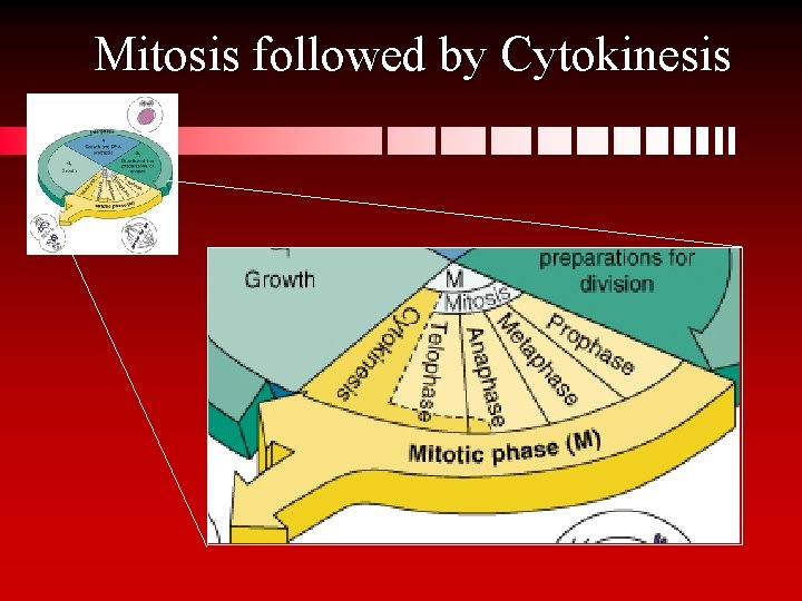 Mitosis followed by Cytokinesis 