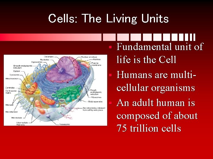 Cells: The Living Units § § § Fundamental unit of life is the Cell