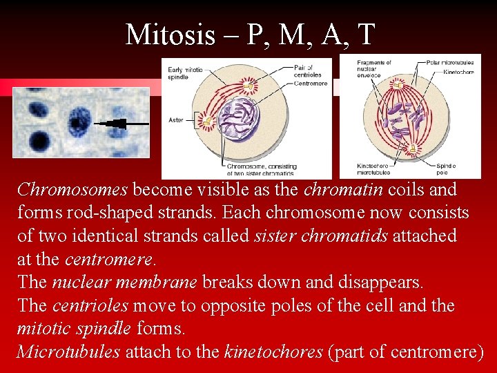 Mitosis – P, M, A, T Chromosomes become visible as the chromatin coils and