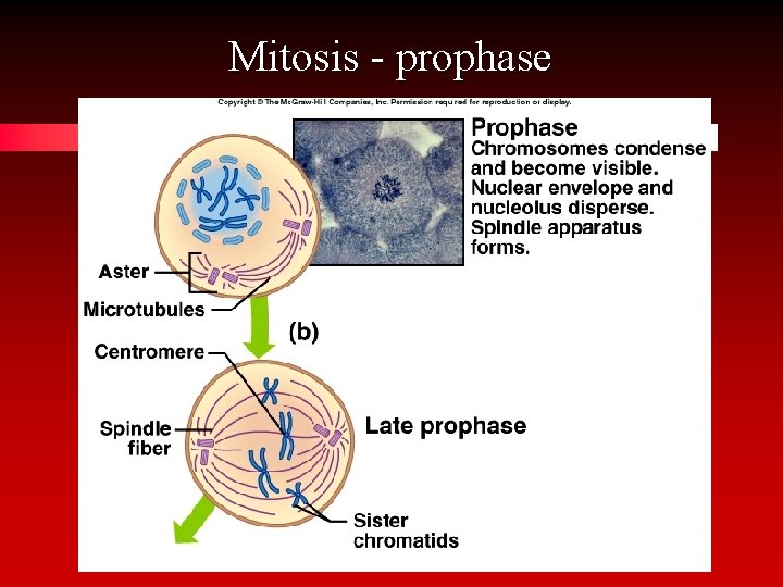 Mitosis - prophase 