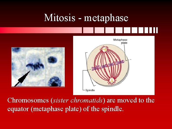 Mitosis - metaphase Chromosomes (sister chromatids) are moved to the equator (metaphase plate) of