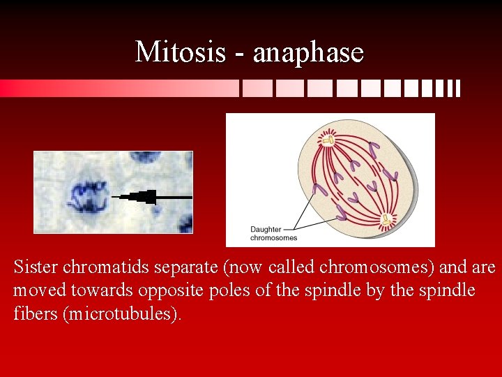 Mitosis - anaphase Sister chromatids separate (now called chromosomes) and are moved towards opposite