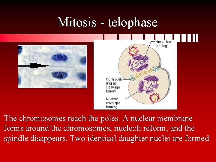 Mitosis - telophase The chromosomes reach the poles. A nuclear membrane forms around the