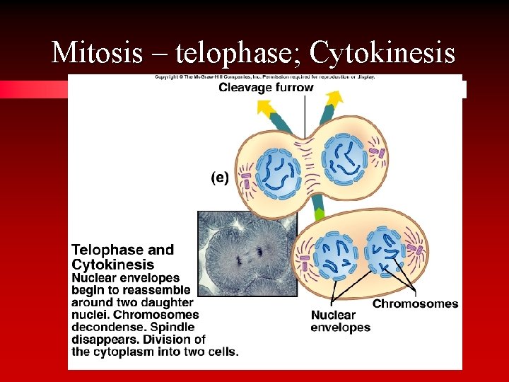 Mitosis – telophase; Cytokinesis 