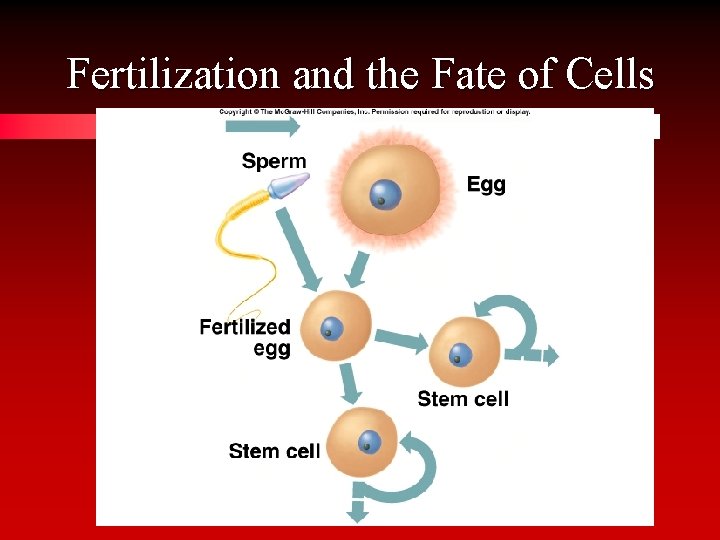 Fertilization and the Fate of Cells 