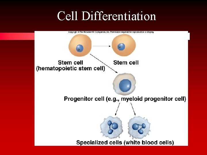 Cell Differentiation 