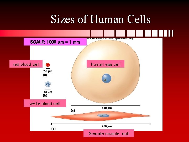 Sizes of Human Cells SCALE: 1000 mm = 1 mm red blood cell human