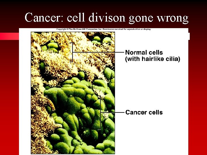 Cancer: cell divison gone wrong 