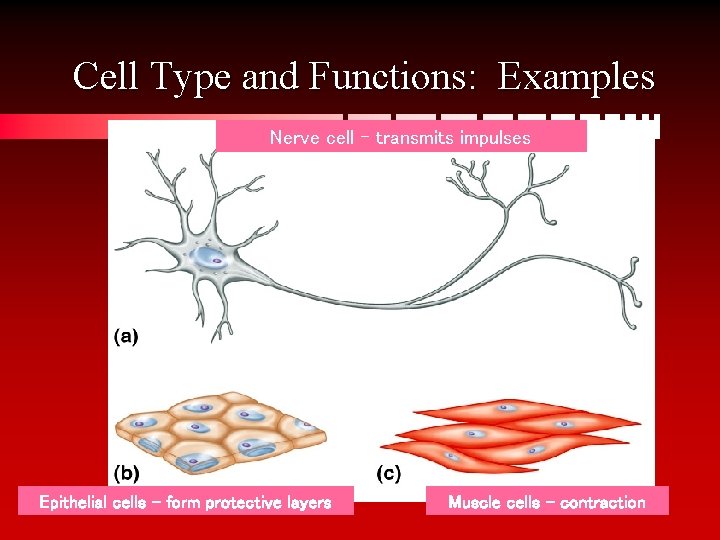 Cell Type and Functions: Examples Nerve cell – transmits impulses Epithelial cells – form