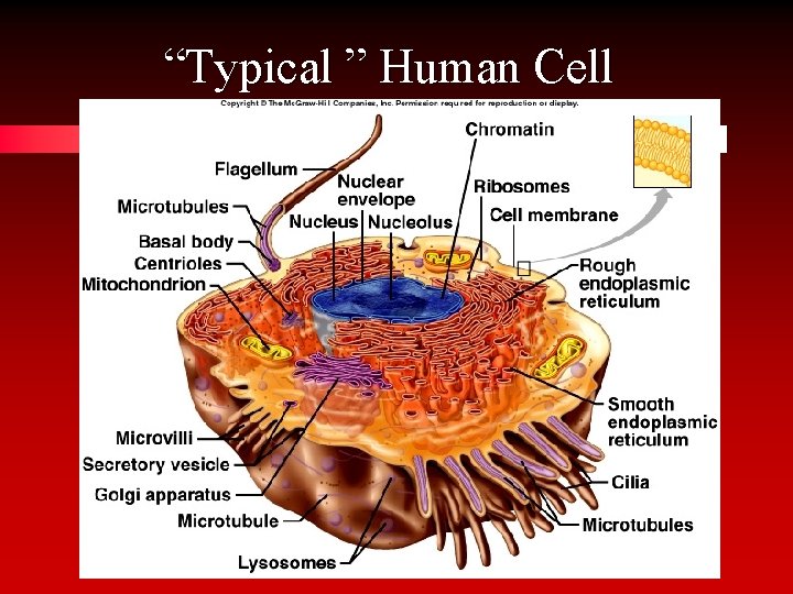 “Typical ” Human Cell 