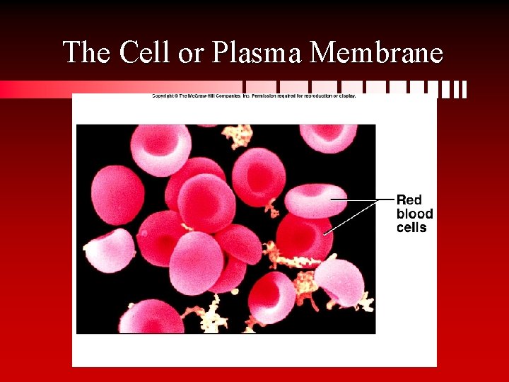 The Cell or Plasma Membrane 