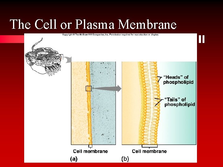 The Cell or Plasma Membrane 