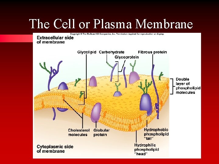 The Cell or Plasma Membrane 