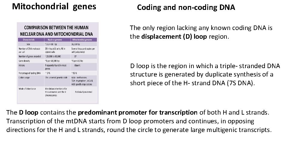 Mitochondrial genes Coding and non-coding DNA The only region lacking any known coding DNA