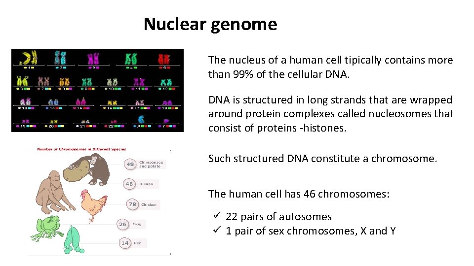 Nuclear genome The nucleus of a human cell tipically contains more than 99% of