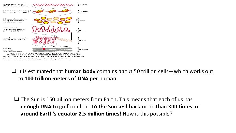 q It is estimated that human body contains about 50 trillion cells—which works out