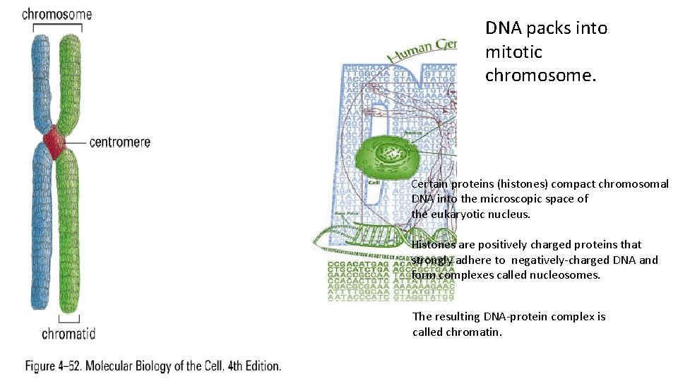 DNA packs into mitotic chromosome. Certain proteins (histones) compact chromosomal DNA into the microscopic
