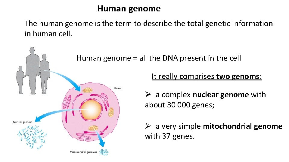 Human genome The human genome is the term to describe the total genetic information