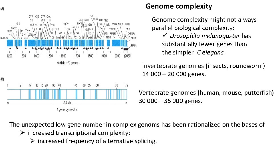 Genome complexity might not always parallel biological complexity: ü Drosophila melanogaster has substantially fewer