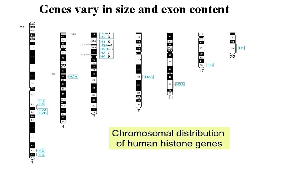 Genes vary in size and exon content 
