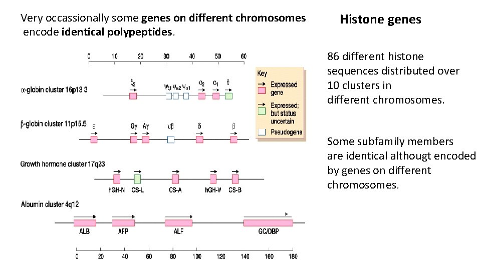 Very occassionally some genes on different chromosomes encode identical polypeptides. Histone genes 86 different